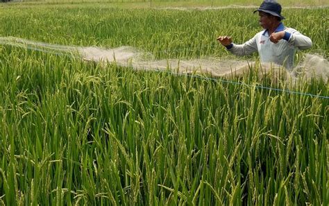 Cara Budidaya Padi Untuk Memperoleh Hasil Optimal Tani Makmur Nusantara