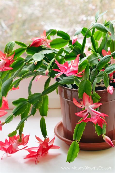 Schlumbergera Bridgesii Christmas Cactus Air Plants Indoor Plants