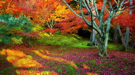 X X Leaves Autumn Trees Nature Landscape Tree