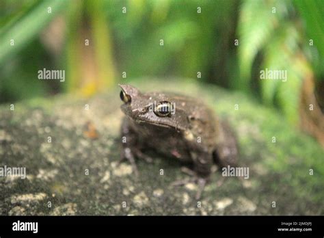 Malaysian Horned Frog Also Known As The Long Nosed Horned Frog Or