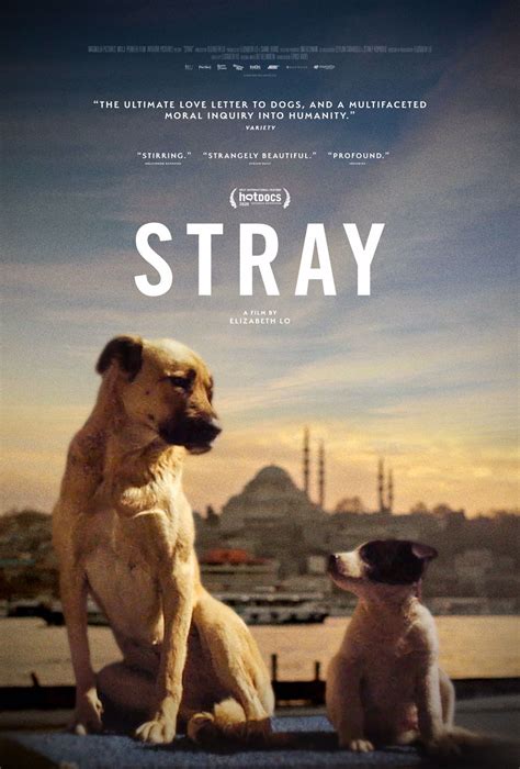 Virtual Cinema Goes to the Dogs with the New Istanbul-Set Documentary ...