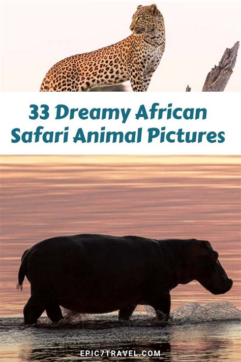 African safari animals ultimate photography guide 33 photos tips facts ...