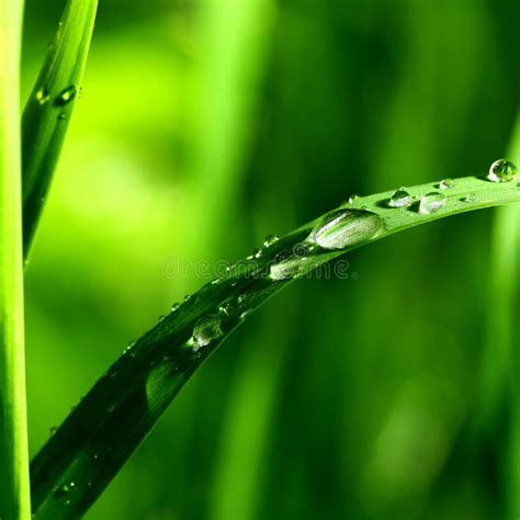 Natural Waterdrop Stock Image Image Of Leaf Bright Raindrop 6059035