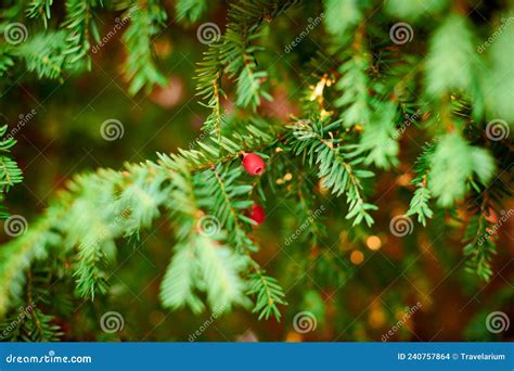 Evergreen European Yew Tree Foliage Close Up Taxus Baccata Tree Green