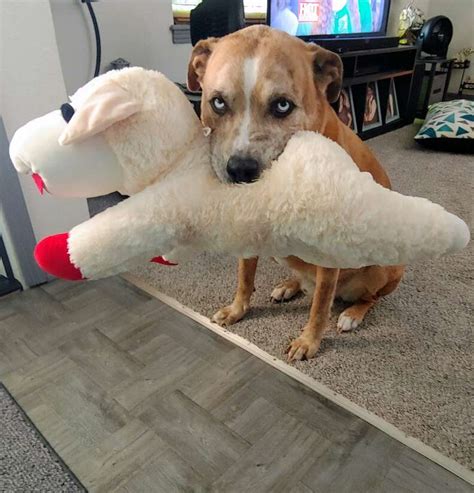 Dog Shares His Food With His Toys - The Dodo