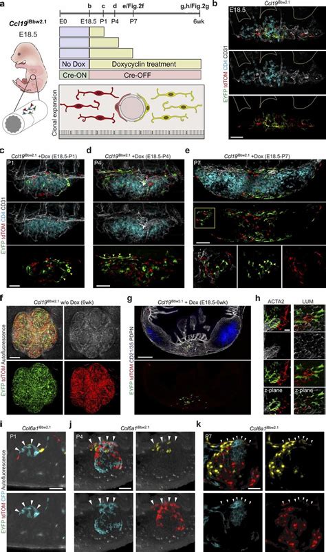 Fate Mapping Of Lymphoid Tissue Organizer Cells A Schematic Download Scientific Diagram