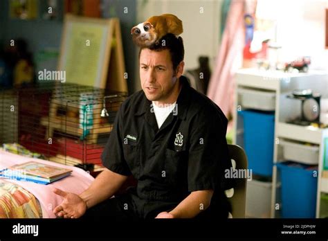 ADAM SANDLER, BEDTIME STORIES, 2008 Stock Photo - Alamy