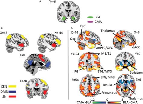 A Seed Regions Of Interest Of Amygdala Subregions BLA Basolateral