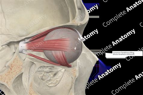 common tendinous ring complete anatomy