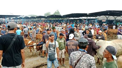 Masih Pagi Sapi Sudah Penuh Harga Pedetan Jantan Pasar Sapi