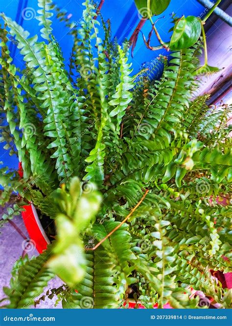 Ferns Planted in Pots As Ornamental Plants Stock Photo - Image of pots ...