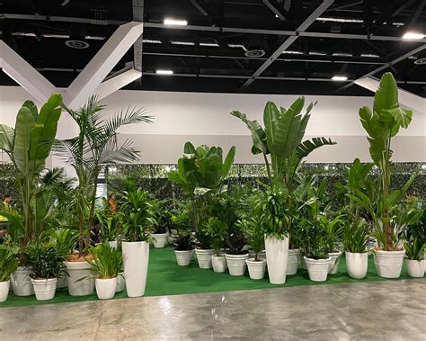 Our Pick Of The Best Indoor Plants For Your Health Tropical Plant Rentals