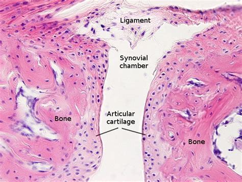 Histology Of Hyaline Cartilage