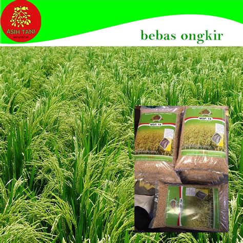 Jual Benih Padi Berkualitas MSP Sertani 14 Bibit 5 Kg Unggul Shopee