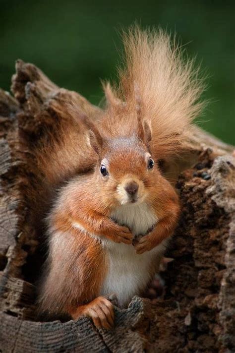 1352 best images about Nut nuts (squirrels) on Pinterest