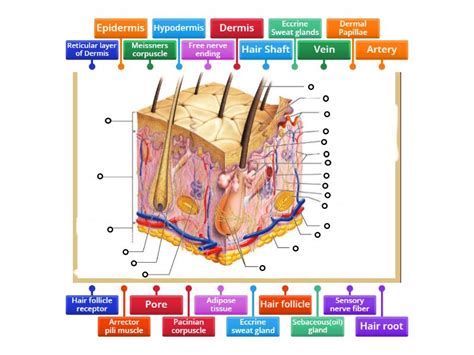 Skin Diagram - Labelled diagram