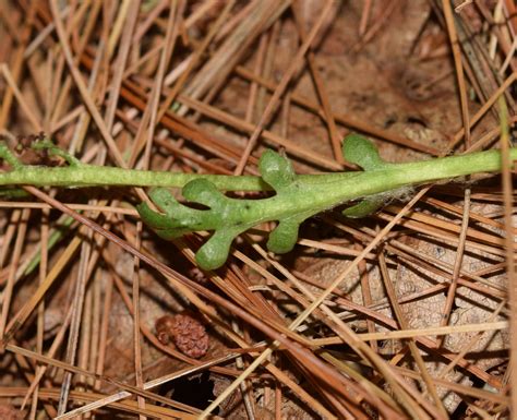 Botrychium Matricariifolium Ferns And Lycophytes Of The World