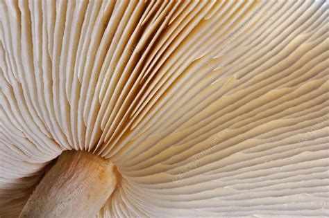 Mushroom Gills Stock Image C0039611 Science Photo Library