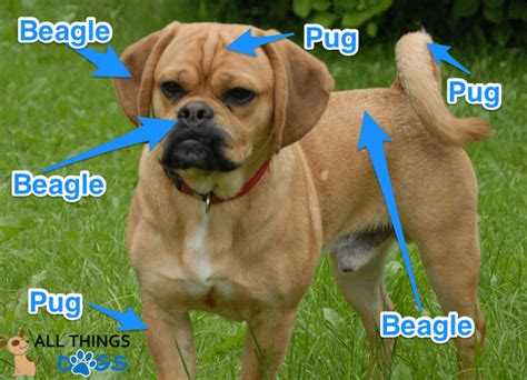 Puggle Owners Guide The Action Packed Pug Beagle Cross Breed All