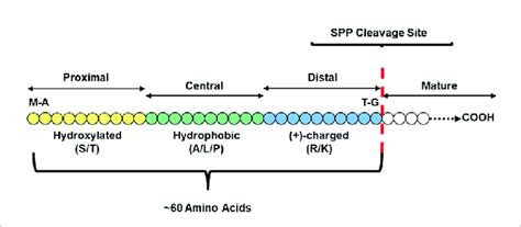 Basic Transit Peptide Structural Model The Three Major Domains Download Scientific Diagram