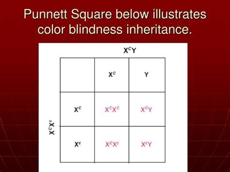 Punnett Square Eye Color Chart