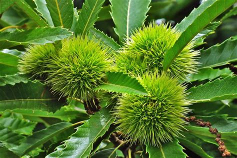 Chestnut Planting Tips