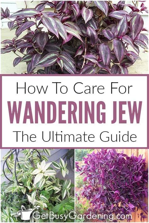 Wandering Jew Plant Care & Complete Growing Guide - Get Busy Gardening