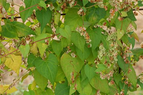 Fallopia Convolvulus