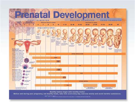 Prenatal Development Exam Room Anatomy Poster – ClinicalPosters