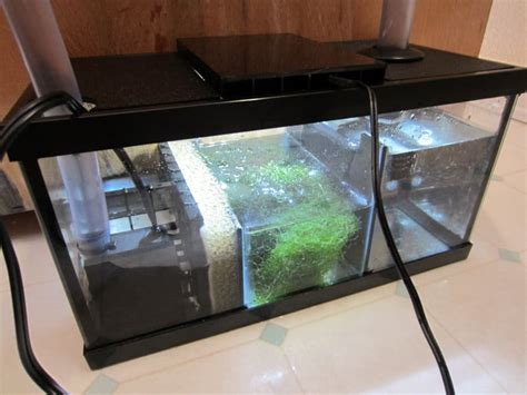 Pods In A Saltwater Aquarium? What The Heck Are They? – The Beginners Reef