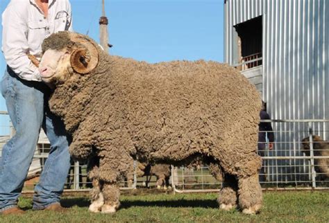 Merino Rams Sell To 15 500 At Hamilton Online Sale Stock Land VIC