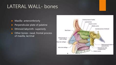 Nasal Cavity And Sphenoid Sinus Anatomy Ppt