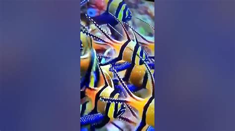 Colourful Fishes🐠🐟 In The Ocean Fish Ocean Creature Shorts Youtube