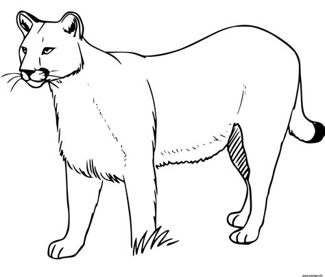 Coloriage Puma Concolor Grand Chat Nord Et Sud Amerique Jecolorie