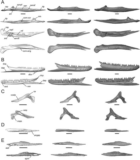 Isolated compound bone, dentary, coronoid, angular, and splenial of ...