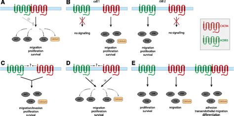 Functions Of The Cxcl12 Receptor Ackr3cxcr7—what Has Been Perceived