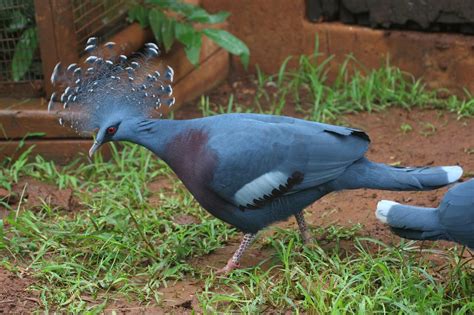 Victoria Crowned Pigeon - Honolulu Zoo Society