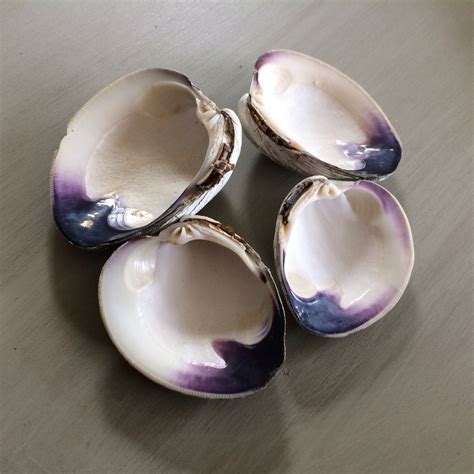 Quahog Shells Four WAMPUM Shell Native American Wedding