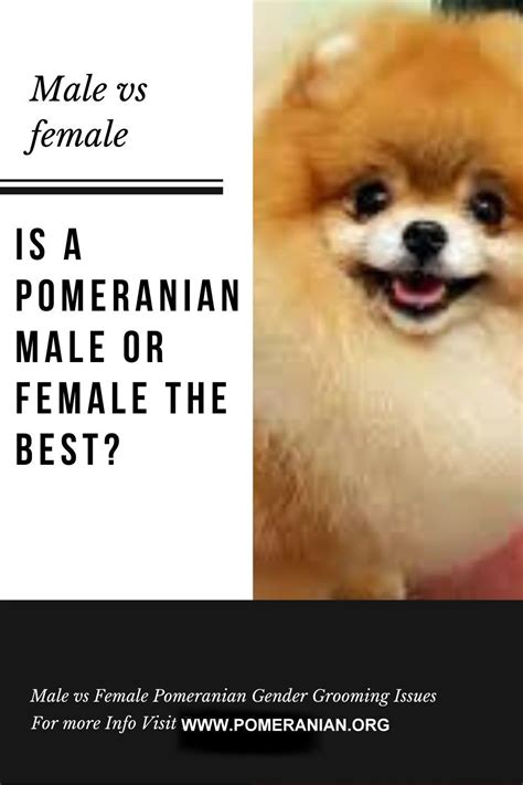 Pomeranian Puppies Names Female - Pets Lovers