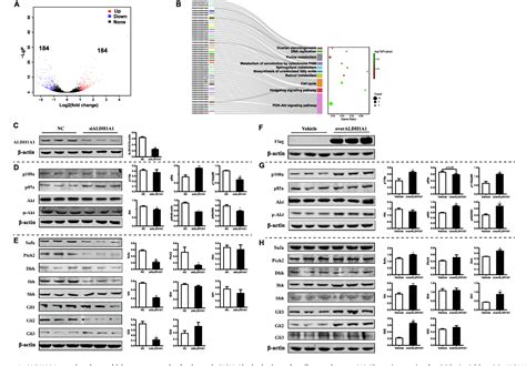 Figure 1 From Retinoic Acid Enhances Ovarian Steroidogenesis By