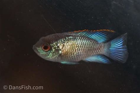 Electric Blue Acara Get Gills