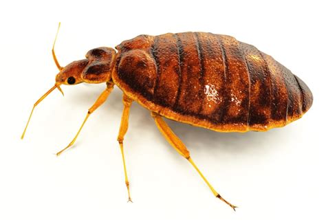 Bedbugs Symptoms Treatment And Removal