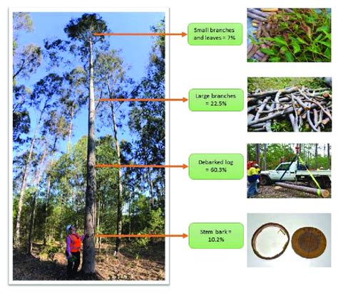 Average Proportions Of Aboveground Biomass Components Of Plantation