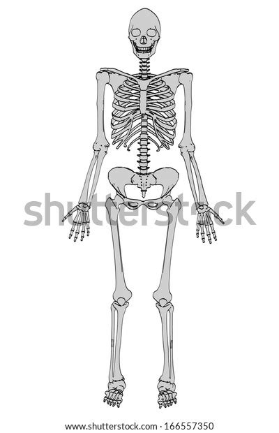 Cartoon Image Female Skeleton Stock Illustration 166557350 Shutterstock