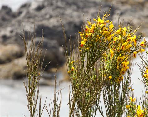 Cytisus - planting, pruning, and care for the various species of the family