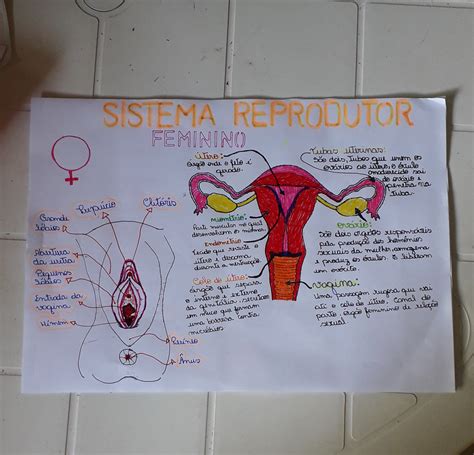 Mapa Mental Fisiologia Do Sistema Reprodutor Feminino Baixar Pdf De