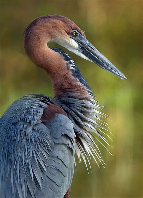 The Impressive Goliath Heron Ardea Goliath Aka The Giant Heron