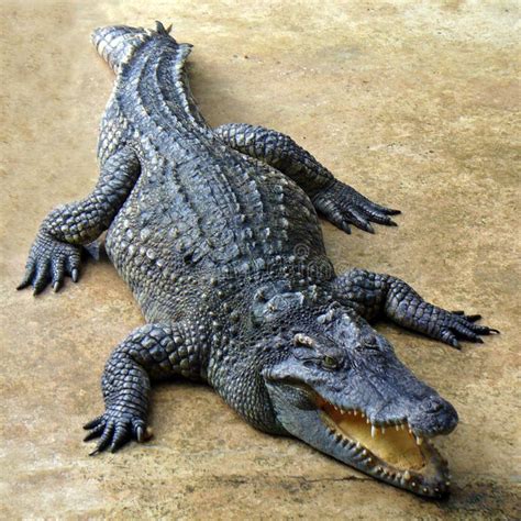 Crocodile Laying on the Land Stock Photo - Image of animal, beach ...