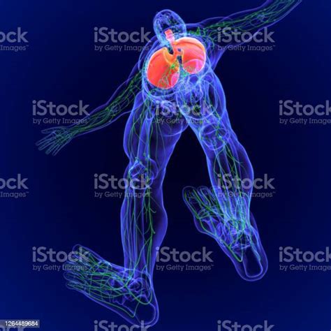 3d 일러스트 일러스트 인간 림프절 해부학 3차원 형태에 대한 스톡 사진 및 기타 이미지 3차원 형태 B세포 T세포