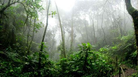 Tambopata Jungle Tours: Don't Miss My Ultimate Guide